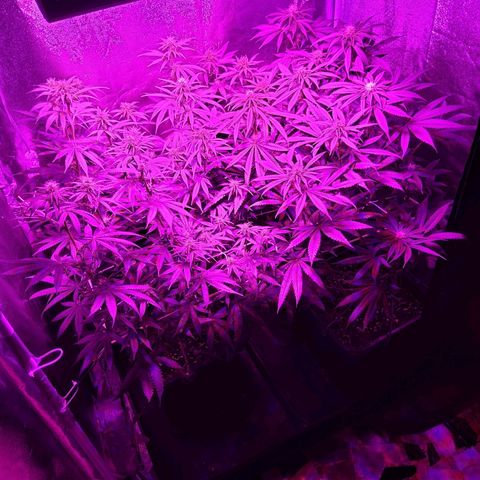 Growerina growlog photo: 21,00 Ok