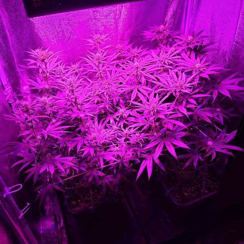 Growerina growlog photo: 01,15 Tutto ok, piante felici, ripulite un po" di foglie in basso