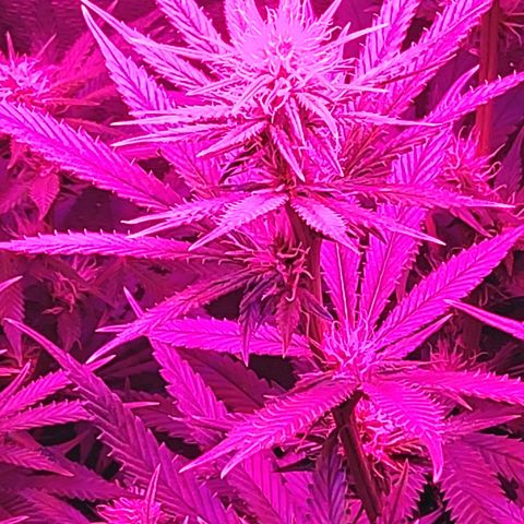Growerina growlog photo: 19,00 Tutto ok, sempre stretching in corso