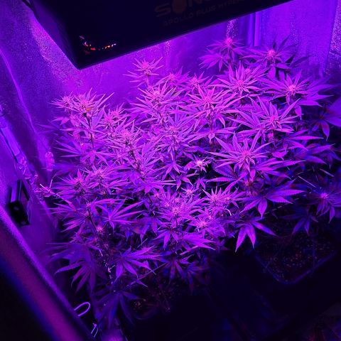 Growerina growlog photo: 19,00 Tutto ok, sempre stretching in corso