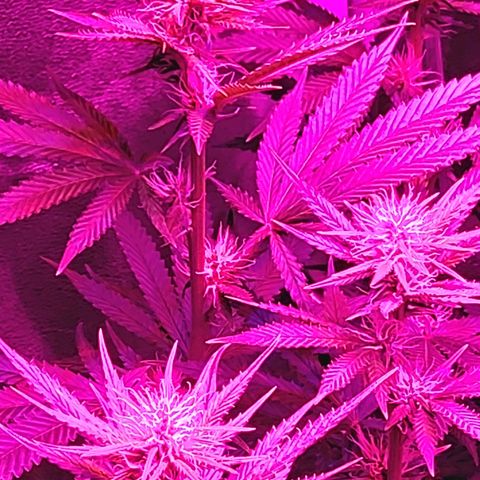 Growerina growlog photo: 19,00 Tutto ok, sempre stretching in corso