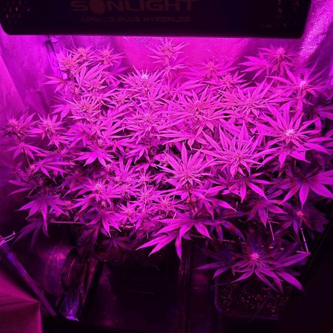 Growerina growlog photo: 19,00 Tutto ok, sempre stretching in corso