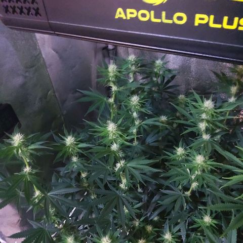 Growerina growlog photo: 19,00 Crescita e ingrossamento cime