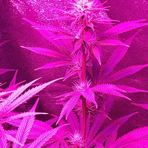 Growerina growlog photo: 19,00 Crescita e ingrossamento cime