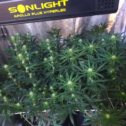 Growerina growlog photo: 19,00 Crescita e ingrossamento cime