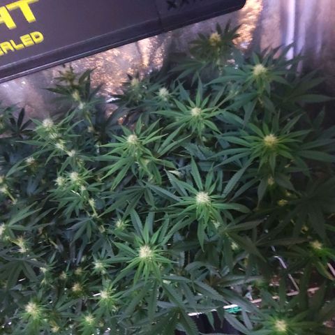 Growerina growlog photo: 19,00 Crescita e ingrossamento cime