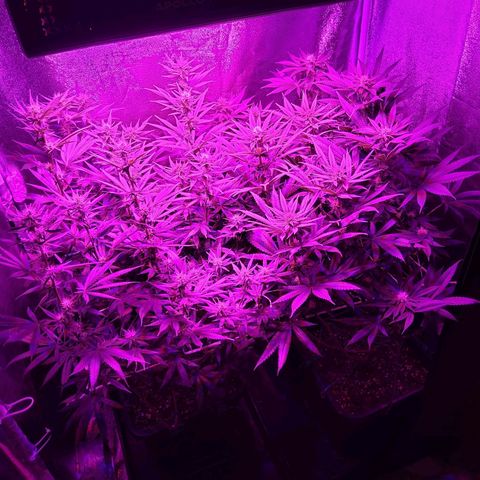 Growerina growlog photo: 04,00 Tutto ok
