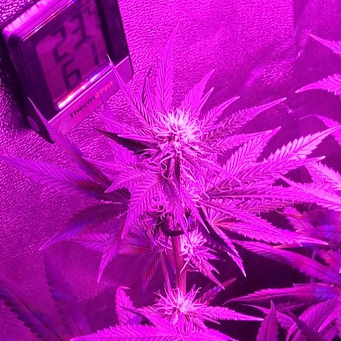 Growerina growlog photo: 04,00 Tutto ok