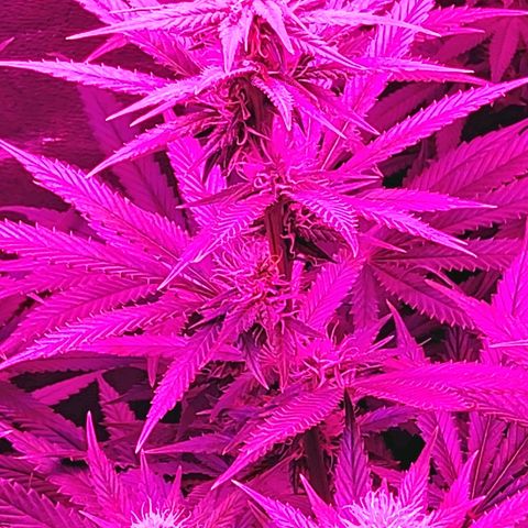 Growerina growlog photo: 20,45 Le cime ingrassano bene