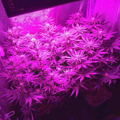 Growerina growlog photo: 20,45 Le cime ingrassano bene