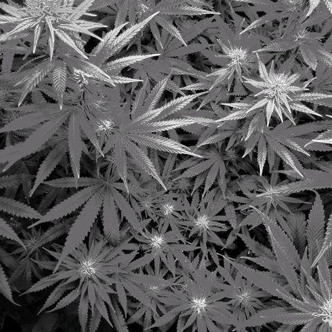Growerina growlog photo: 21,00 Ok