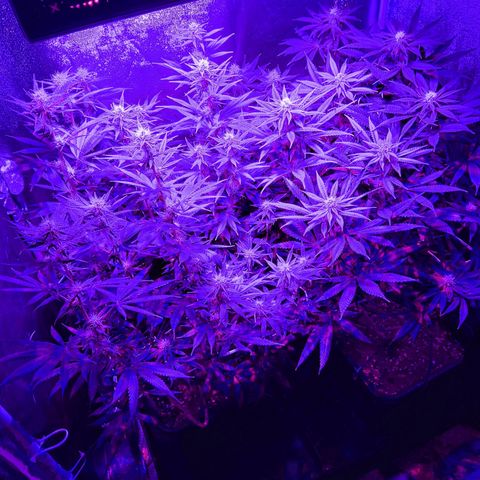 Growerina growlog photo: 21,00 Ok