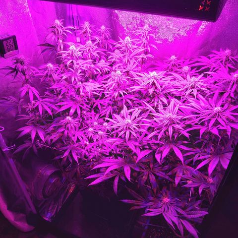 Growerina growlog photo: 21,00 Dopo pranzo