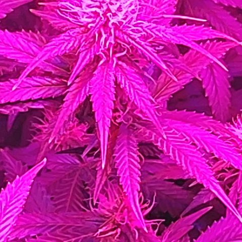 Growerina growlog photo: 21,00 Dopo pranzo