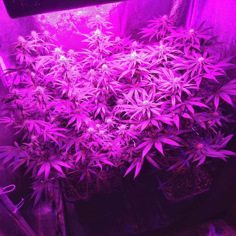 Growerina growlog photo: 21,00 Dopo pranzo