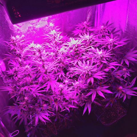 Growerina growlog photo: 20,45 Ok