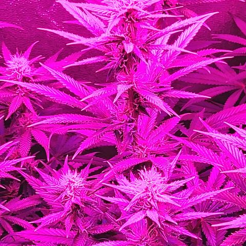 Growerina growlog photo: 20,45 Ok