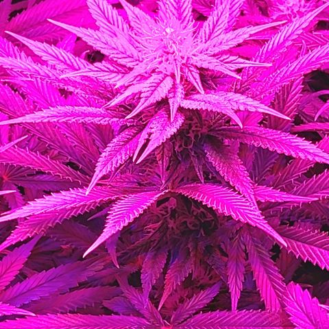 Growerina growlog photo: 20,45 Terreno umido, se non bagnato. Niente da fare per oggi