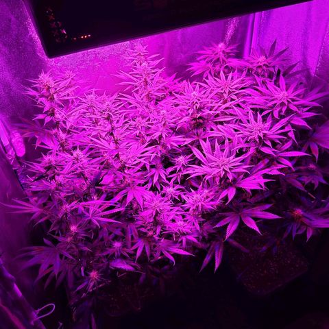 Growerina growlog photo: 20,45 Terreno umido, se non bagnato. Niente da fare per oggi