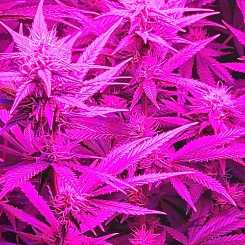 Growerina growlog photo: 20,45 Terreno umido, se non bagnato. Niente da fare per oggi