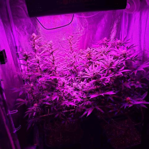 Growerina growlog photo: 20,45 Terreno umido, se non bagnato. Niente da fare per oggi