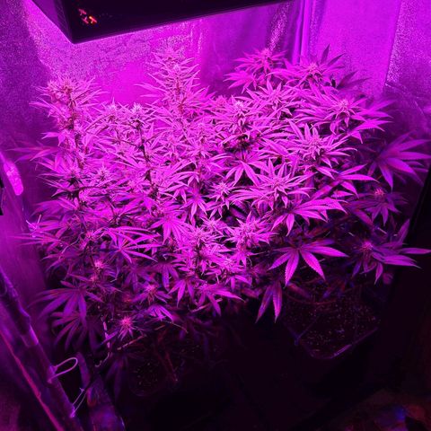 Growerina growlog photo: 00,30 Bagnato piante