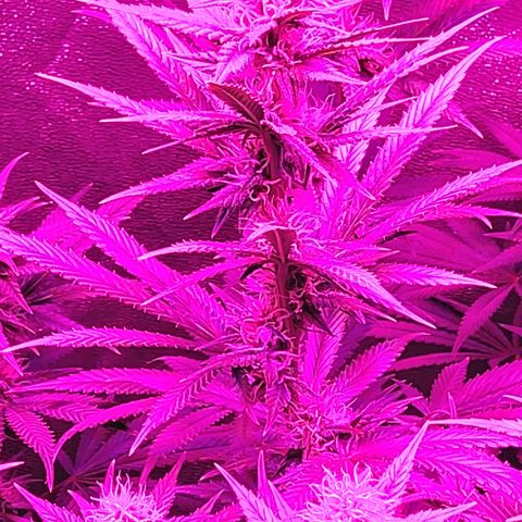 Growerina growlog photo: 00,30 Bagnato piante