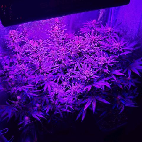 Growerina growlog photo: 20,00 Ok