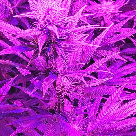 Growerina growlog photo: 20,00 Ok