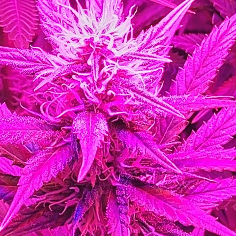 Growerina growlog timeline photo