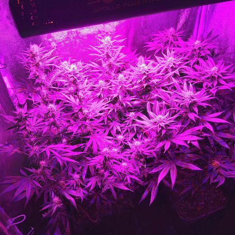 Growerina growlog photo: 20,30 Stretching definitivamente terminato.
Piante in ottima forma, lo dimostrano le foglie ben distese a forma di V. 
Da sabato ricominciamo a dare la co2