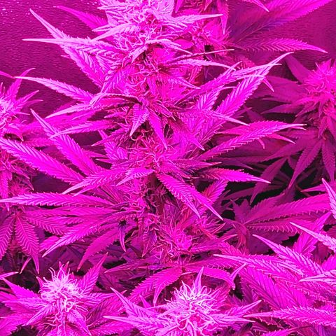 Growerina growlog photo: 20,30 Stretching definitivamente terminato.
Piante in ottima forma, lo dimostrano le foglie ben distese a forma di V. 
Da sabato ricominciamo a dare la co2