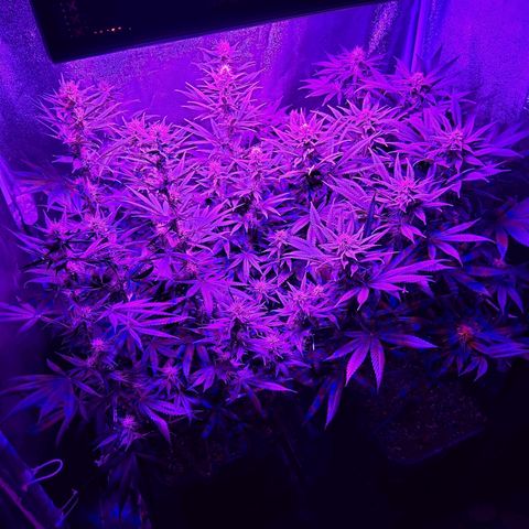 Growerina growlog photo: 19,00 La fioritura procede abbastanza bene.
