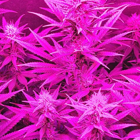 Growerina growlog photo: 19,00 La fioritura procede abbastanza bene.