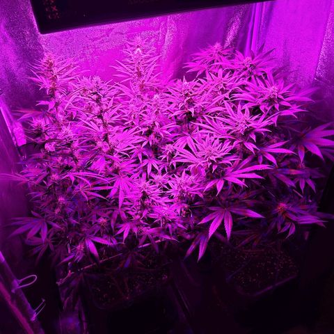 Growerina growlog photo: 20,00 Appena bagnato