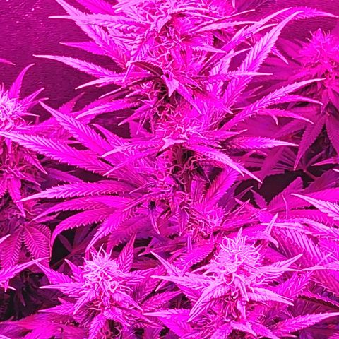 Growerina growlog photo: 20,00 Appena bagnato