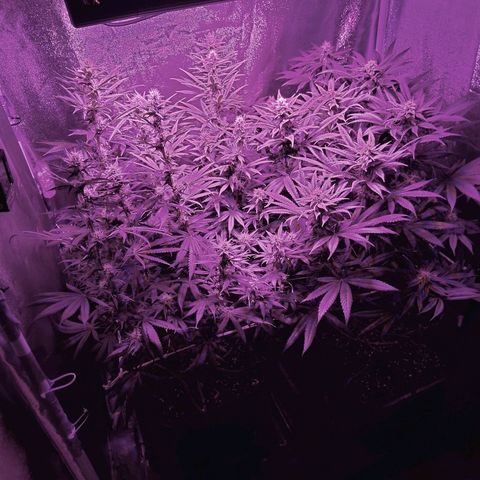 Growerina growlog photo: 20,00 Appena bagnato