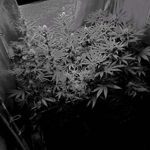 Growerina growlog photo: 20,00 Appena bagnato