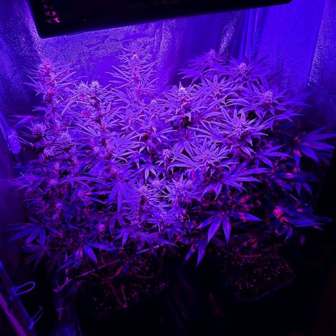 Growerina growlog photo: 20,00 Appena bagnato