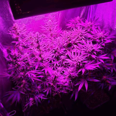 Growerina growlog photo: 23,00 Tutto ok