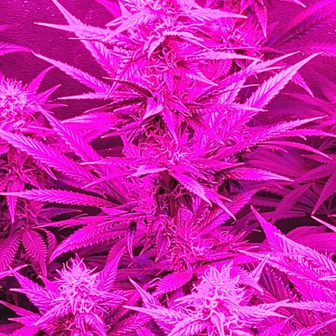 Growerina growlog photo: 23,00 Tutto ok