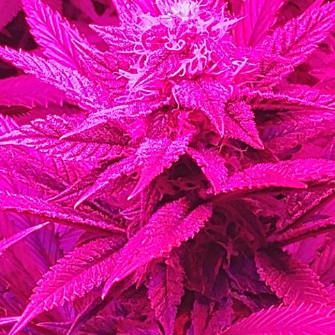 Growerina growlog photo: 22,00 Tutto ok