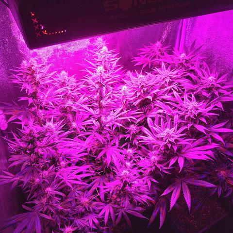 Growerina growlog photo: 22,00 Tutto ok
