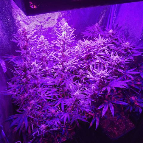 Growerina growlog photo: 22,00 Tutto ok