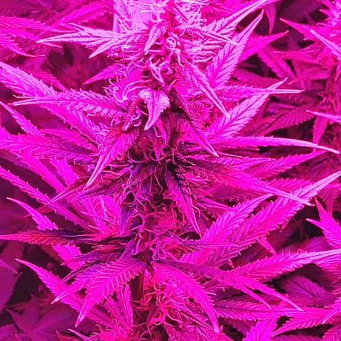 Growerina growlog photo: 22,00 Tutto ok