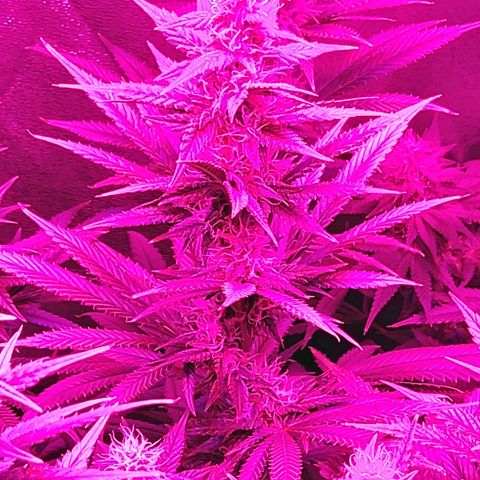Growerina growlog photo: 22,00 Tutto ok