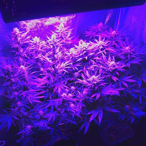 Growerina growlog photo: 18,00 Ok