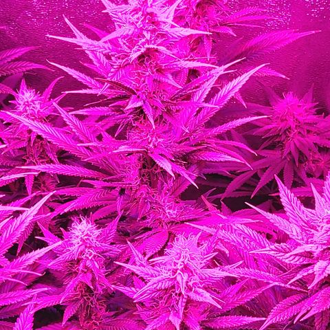 Growerina growlog timeline photo