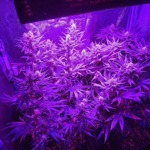 Growerina growlog photo: 19,00 Le cime cominciano a ingrassare