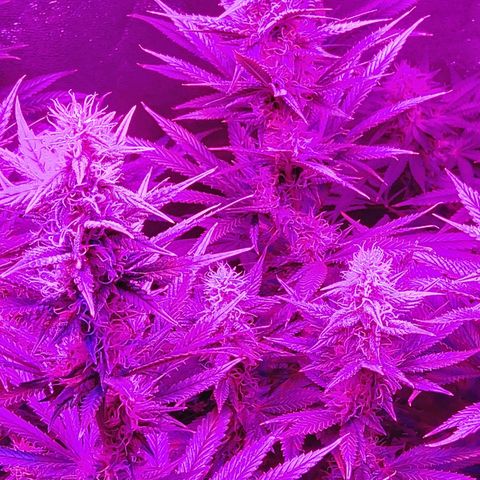 Growerina growlog photo: 19,00 Le cime cominciano a ingrassare